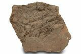 Eocrinoid (Ascocystites) Mortality Plate - Ordovician #305151-1